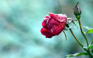 Red rose water droplets blurry 6 - rose free wallpaper for desktop