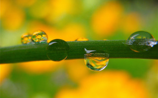 Water droplets plant stem yellow - a close up of water droplets free wallpaper