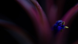 Purple flower water droplets yellow 4 - elsa bleda free wallpaper