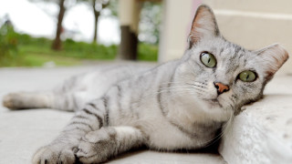 Curious cat laying ground portrait - its eye wide open free wallpaper