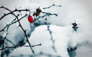 Branch red ball snow winter - a red ball free wallpaper