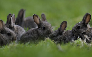 Rabbits grass group nature animals - the other looking free wallpaper