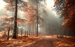 Dirt road forest fog autumn 3 - forest free wallpaper