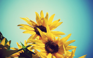 Sunflowers vase blue sky green - a few green leaf free wallpaper