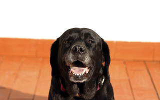 Black dog pink collar portrait - a pink collar free wallpaper
