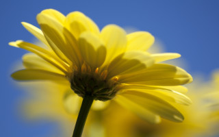 Yellow sunflower blue sky macro - a single flower free wallpaper