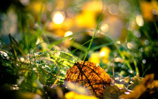 Dewy leaf autumn macro bokeh - dew free wallpaper