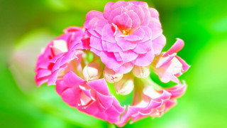 Pink flower blooming vivid gradient - vivid color free wallpaper