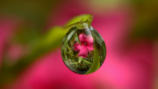Pink flower reflection water macro - a drop of water free wallpaper for desktop
