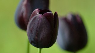 Purple flower green background macro - corneille free wallpaper