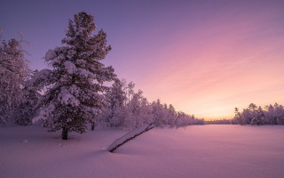 Snowy landscape tree purple sky - a purple sky in the background free wallpaper