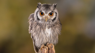 Small owl orange eyes branch - orange eye free wallpaper