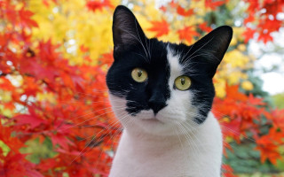 Black white cat yellow eyes - cat free wallpaper
