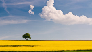 Lone tree yellow flower blue 4 - under a blue sky free wallpaper