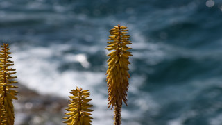 Sunflower ocean waves shallow depth - the background and a blurry background free wallpaper