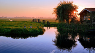 Pond fence house ducks naturalistic - duck free wallpaper