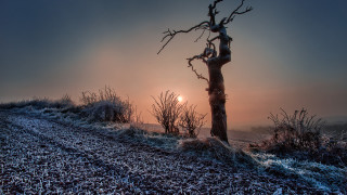 Frosty hilltop tree sunset gradient - a hill free wallpaper