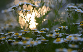 Daisy field sun bokeh macro - a field of daisies free wallpaper