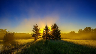Field trees sunset fog blue - tree and a sun free wallpaper for desktop