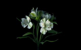 White flowers black background still - chiaroscuro free wallpaper