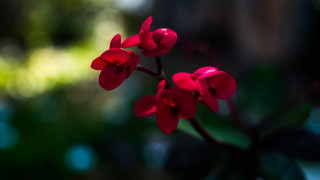 Red flower green leaves bokeh 3 - the background and a blurry background behind free wallpaper for desktop