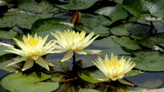 Yellow flowers pond lilies impressionist - two yellow flower free wallpaper