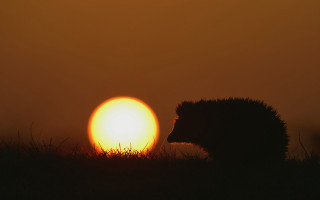 Hedgehog sunset silhouette field moon - a hedgehog free wallpaper