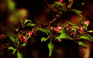 Pink branch flowers leaves butterfly - green leaf free wallpaper for desktop