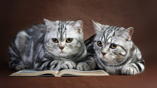 Cats shiba inu wolf yellow - a book free wallpaper