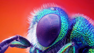 Colorful insect closeup glowing digital - digital painting free wallpaper