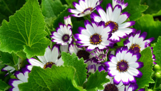 Purple white flowers garden macro - a garden area free wallpaper
