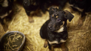 Dog hay shoes neoexpressionism elkevogelsang - a pair of shoes free wallpaper for desktop