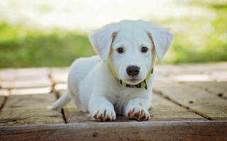 White puppy yellow collar wooden - the dog free wallpaper