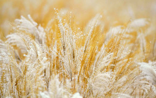 Grass flowers water droplets autumn - pretty free wallpaper for desktop