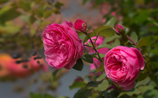Pink rose leaves blurry background - a pink rose free wallpaper