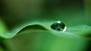 Water drop green leaf macro 11 - a drop of water free wallpaper for desktop