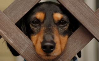 Dog peeking fence elke vogelsang - the fence free wallpaper