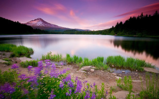 Mountain lake purpleflowers forest sunset 4 - a lake in the foreground free wallpaper