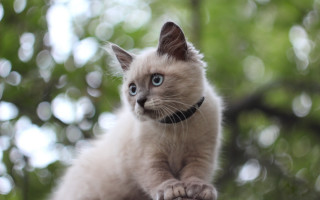 Cat collar branch blue eyes - a statue free wallpaper