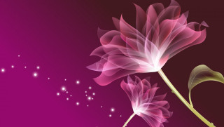 Pink flower stem purple background - a stem free wallpaper for desktop