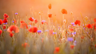 Red purple flower field sunset - florianne becker free wallpaper for desktop
