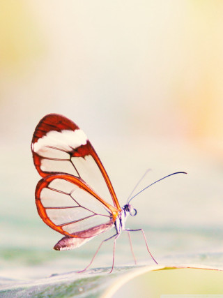 Butterfly white red leaf water - amano free wallpaper for mobile