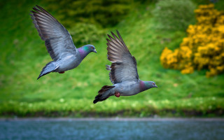 Birds water hillside yellow flowers - lush free wallpaper