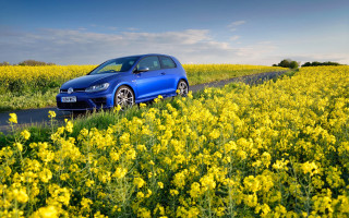 Blue car field summer autumn - yellow flower and trees free wallpaper