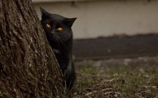 Black cat glowing eyes hiding - yellow eye free wallpaper