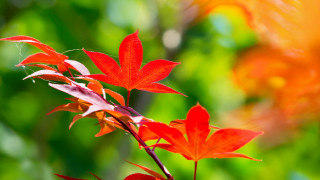 Red flower green leaves bokeh - art green free wallpaper