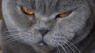 Cat yellow eyes serious angry - a close up of a cat free wallpaper for desktop