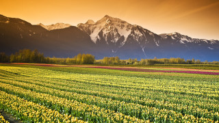 Flower field mountains sunset sky - a field of flowers free wallpaper