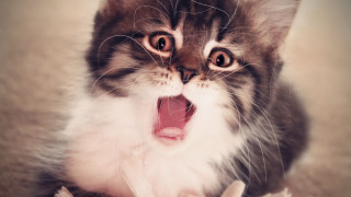 Cat yawning funny shock art - its mouth open free wallpaper
