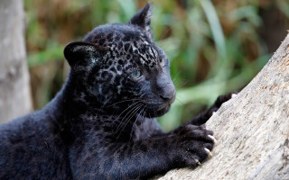 Black leopard cub curious sitting - free cats wallpaper
